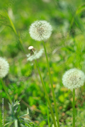 White fluffy dandelion flower on the green grass blurred bokeh amazing nature background. Tranquil closeup plants macro wallpaper. Beautiful meadow flower screensaver on the desktop. Copy space.
