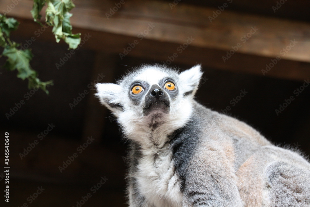 Fototapeta premium Katte Nahaufnahme Lemur Affe
