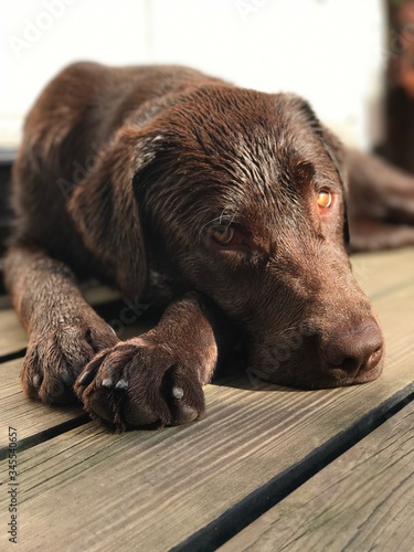 Dog, brown Labrador 