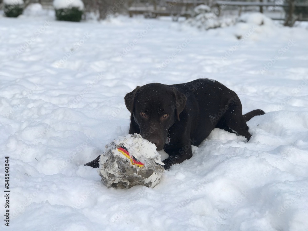 Brown Labrador, Snow