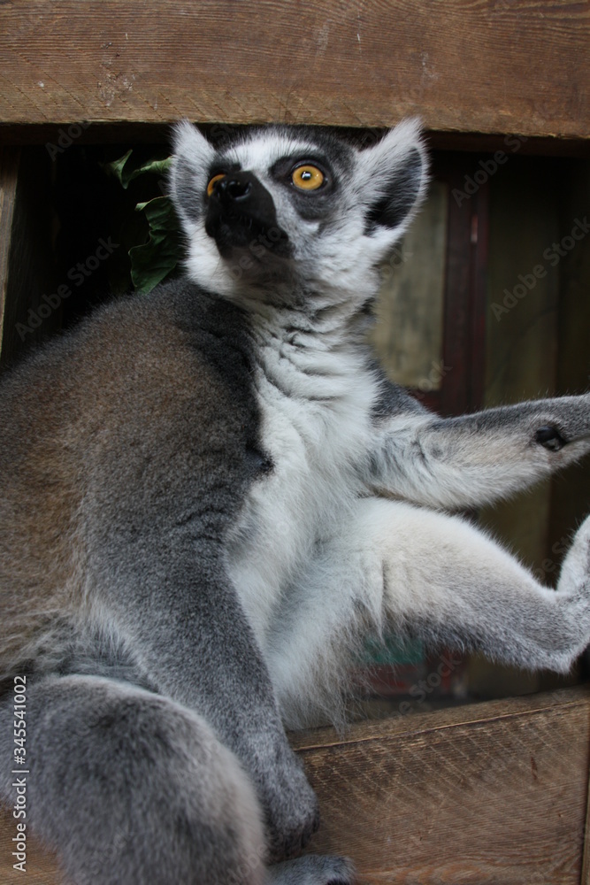 Fototapeta premium Katte Nahaufnahme Lemur Affe