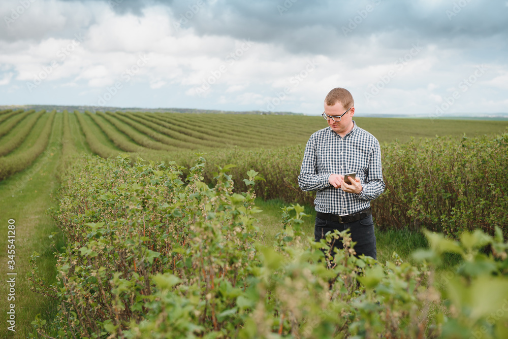 Fototapeta premium young farmer with a tablet on a currant field. Fruit and berry farming. The farmer inspects the currant crop. Agribusiness concept.