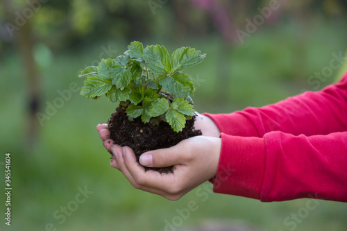Child's hands holding plant with soil