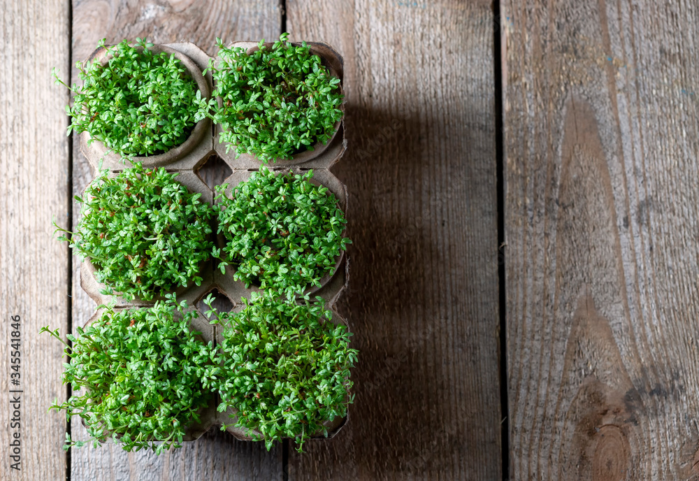 Microgreen, organic food. Growing sprouts at home. Healthy eating concept. Microgreen, organic food. Growing sprouts at home. Healthy eating concept.