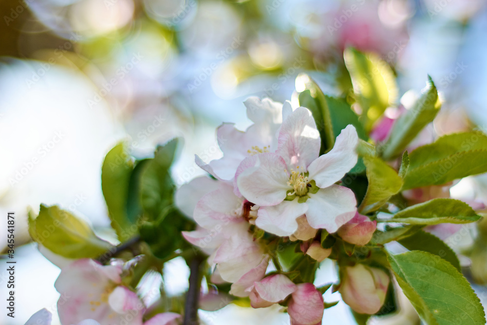 Obraz premium Blooming apple tree in early spring