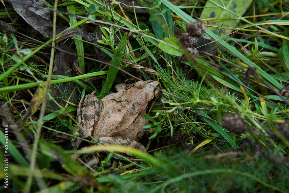 frog in the grass frog in the grass