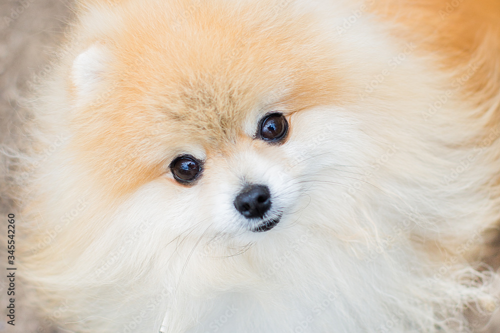 close-up portrait of a fluffy dog