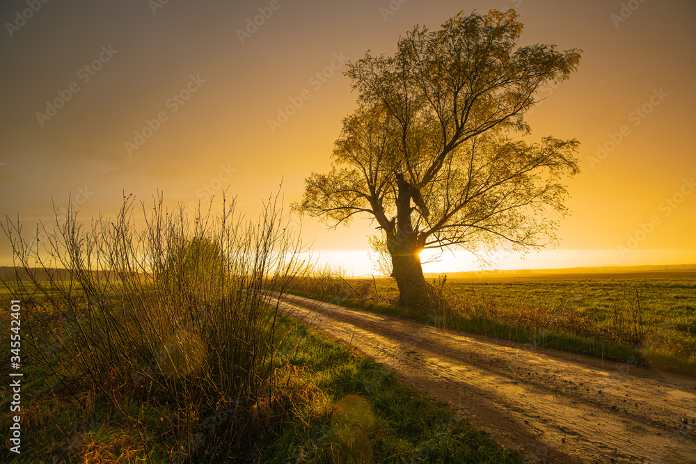 Road and sunset. Road to sunset. Dramatic landscape with road and trees. Trees near road. Road and sunset. Road to sunset. Dramatic landscape with road and trees. Trees near road.