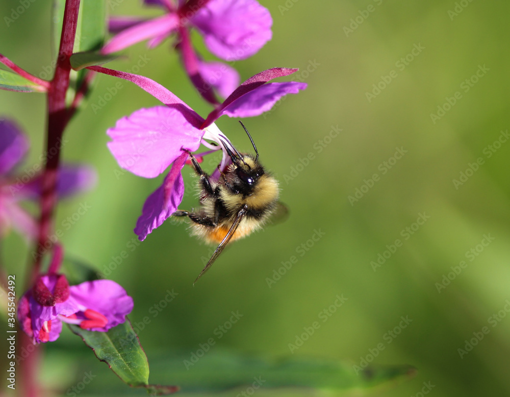 Bombus monticola, the bilberry bumblebee, blaeberry bumblebee or mountain bumblebee Bombus monticola, the bilberry bumblebee, blaeberry bumblebee or mountain bumblebee