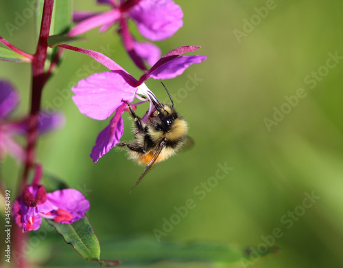 Bombus monticola, the bilberry bumblebee, blaeberry bumblebee or mountain bumblebee
