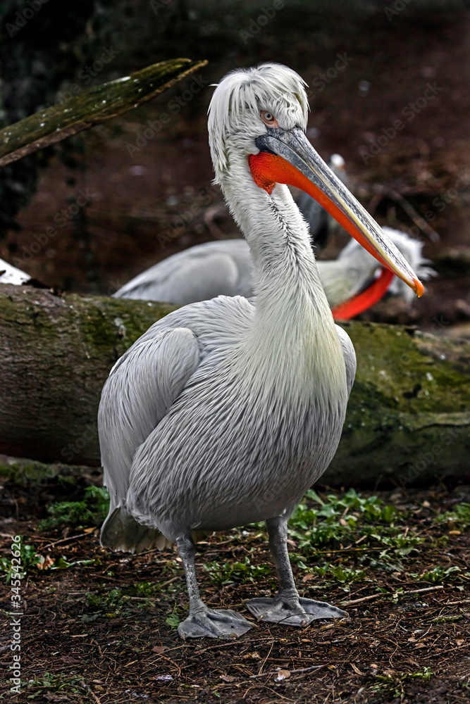 Dalmatian pelican. Latin name - Pelecanus crispus Dalmatian pelican. Latin name - Pelecanus crispus