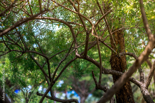 The natural background of the trunks of trees planted in the park  with blurred winds  fresh air and coolness.