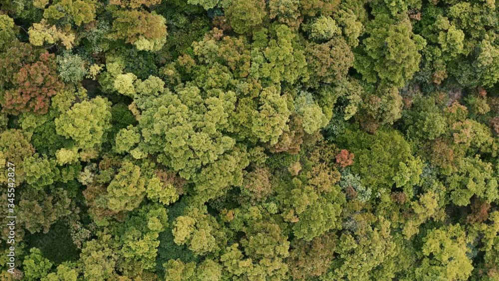 Aerial view of beautiful green forest in a rural landscape. Ecology concept. Aerial view of beautiful green forest in a rural landscape. Ecology concept.