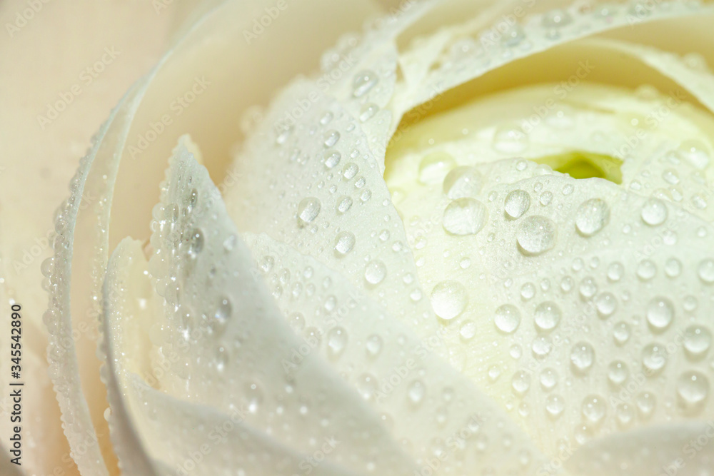 Wet soft white ranunculus flower bloom with water drops close up. Floral macro card Wet soft white ranunculus flower bloom with water drops close up. Floral macro card