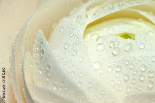 Wet soft white ranunculus flower bloom with water drops close up. Floral macro card