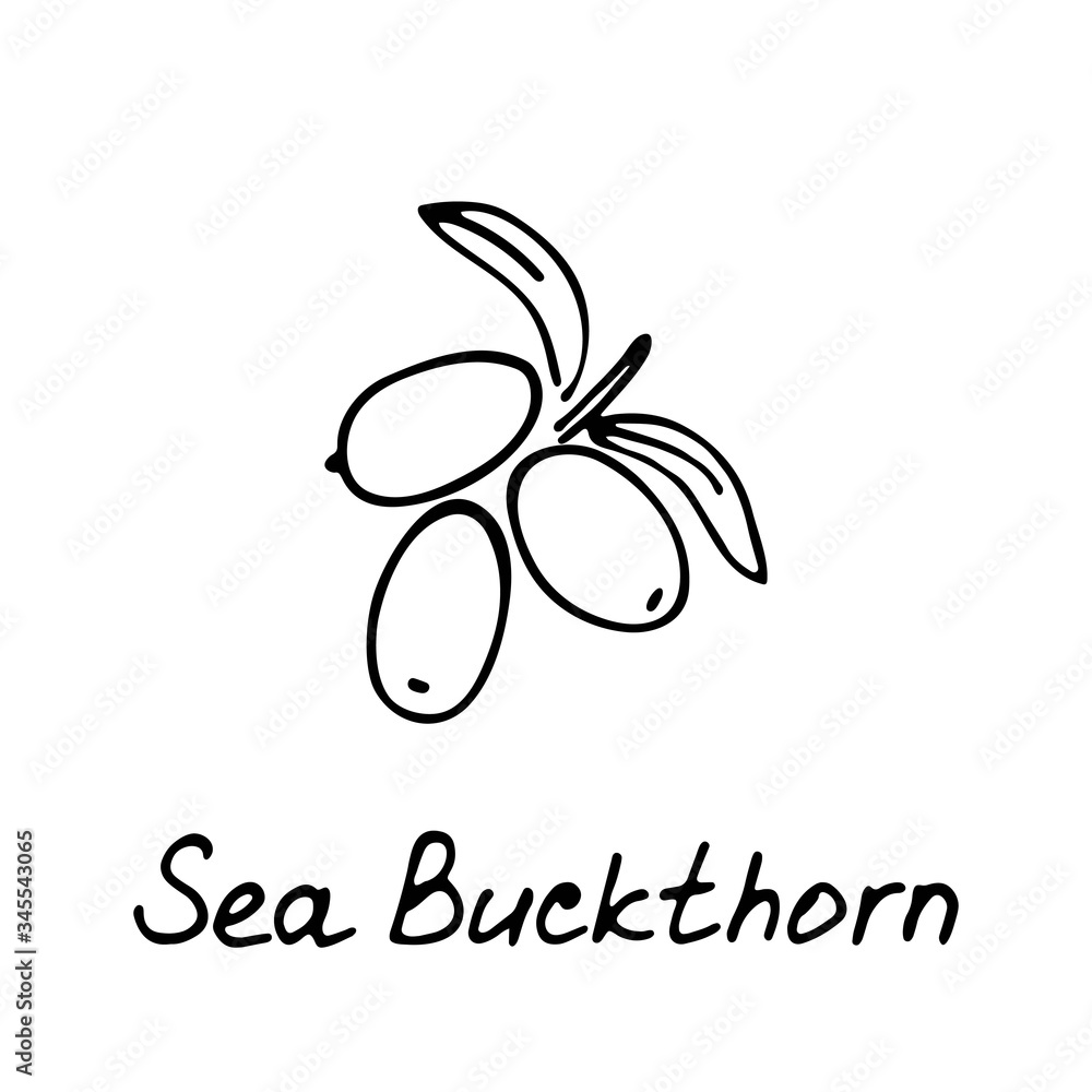 Fototapeta premium Hand drawn sea buckthorn logo for print and web. Berry icon and raspberry inscription. Vector illustration.