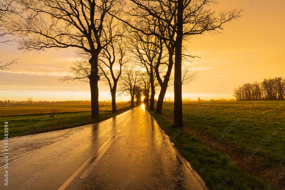 Road and sunset. Road to sunset. Dramatic landscape with road and trees. Trees near road.