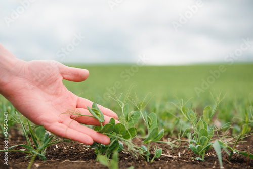 Farmer is studying the development of vegetable peas. Farmer is caring for green peas in field. The concept of agriculture. Farmer examines young pea shoots in a cultivated agricultural area.