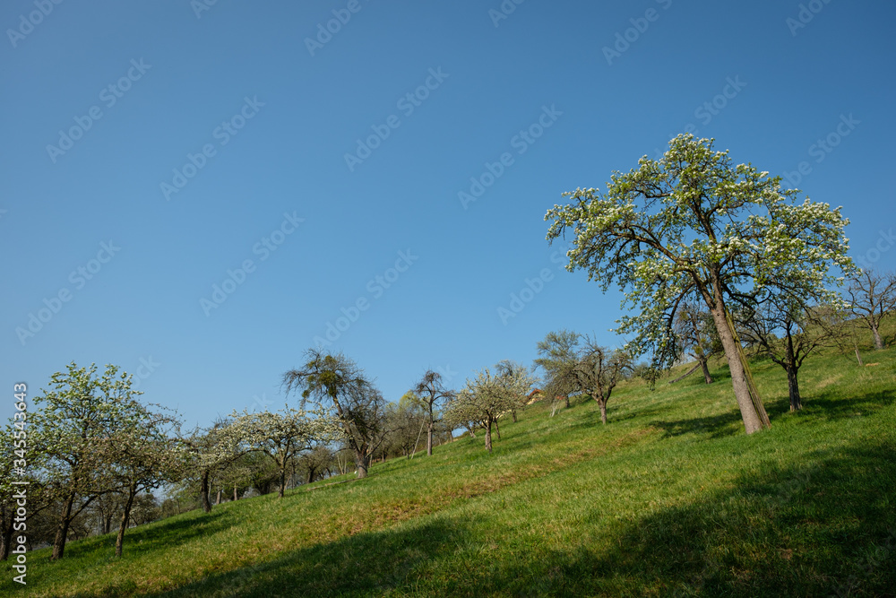 Fruit trees on green meadow and blue sky