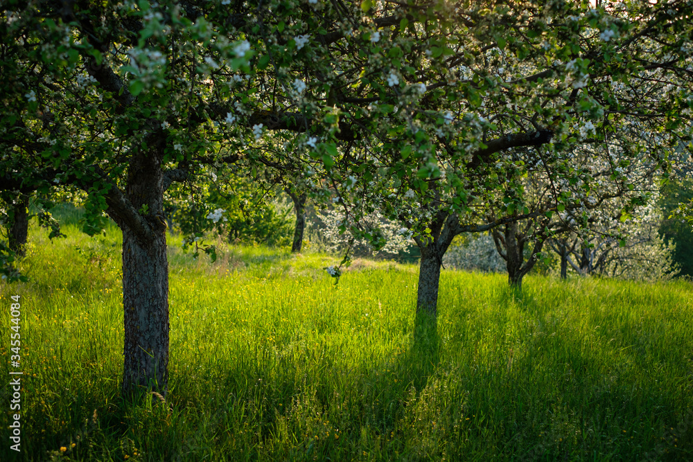 Fruit tree meadow in spring