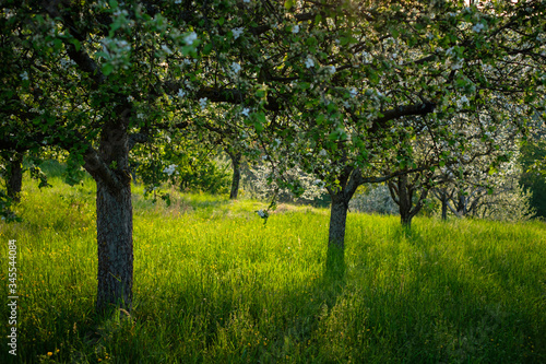 Fototapeta Naklejka Na Ścianę i Meble -  Fruit tree meadow in spring
