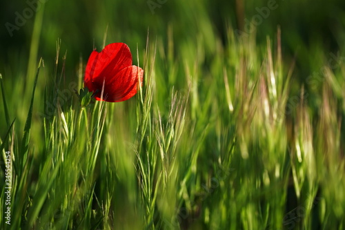 lonely anemone in green field in the rays of sun