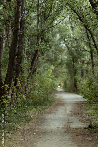 park trees arch and road © Евгений Береславский