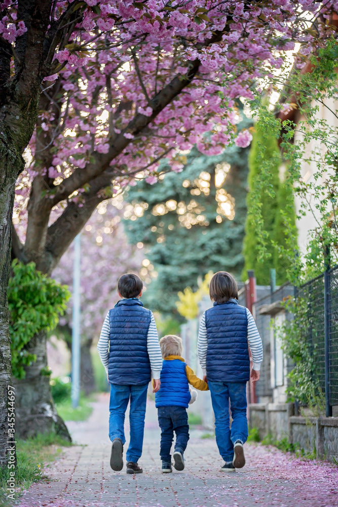 Children, playing on the street with blooming pink cherry trees on sunset