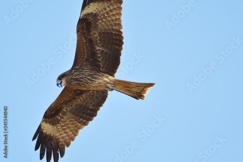 black kite hawk of Thailand