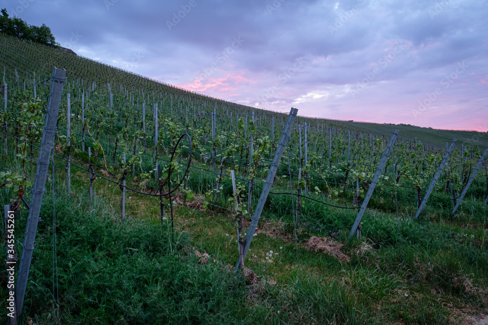 Obraz premium Vineyard in dawn violet sky
