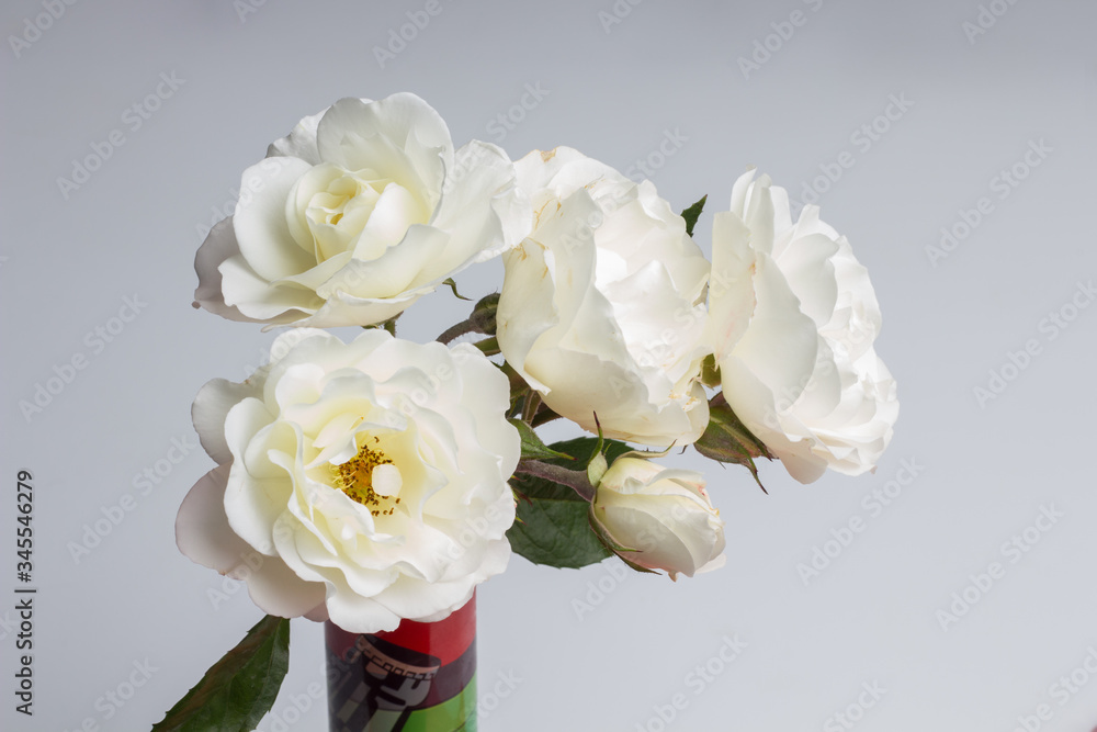 Rosa is the flower of spring, ideal for love Rosa is the flower of spring, ideal for love