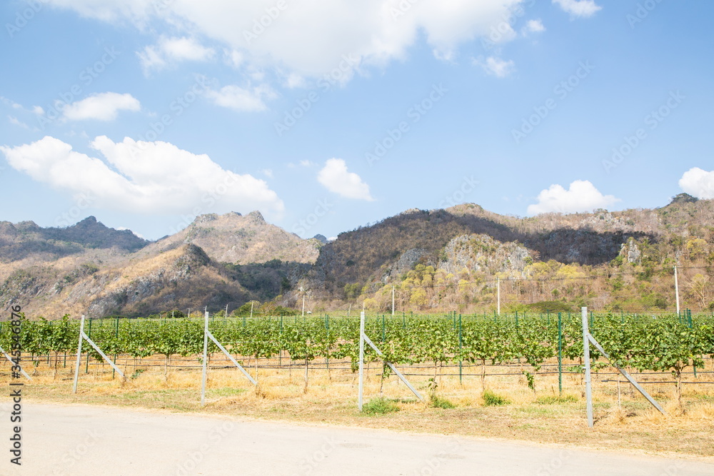 grapes harvest, fruits agriculture for making wine on mountain in winter season .