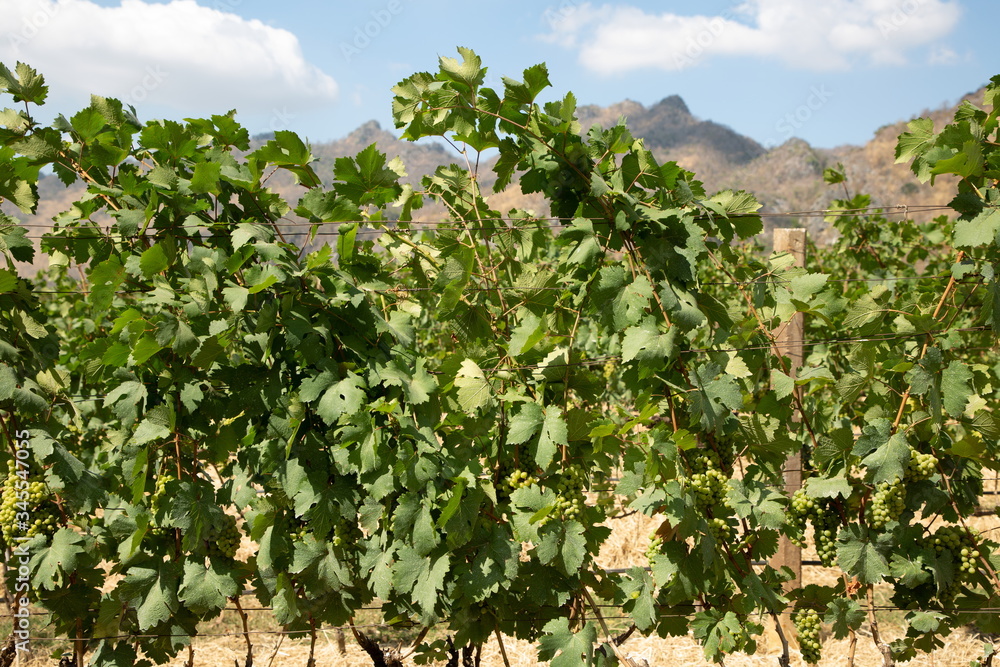 grapes farm growth for making wine on mountain .