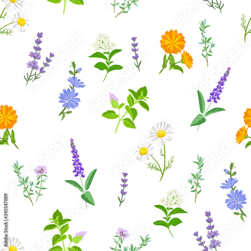 Wild healing herbs seamless pattern. Botanical floral background. Vector illustration of meadow flowers, medical plants in cartoon flat style.