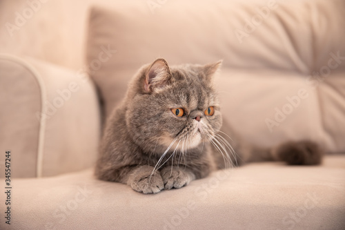 Kid animals and adorable persian cats concept.Grey beautiful cute cat breed exot on grey sofa house