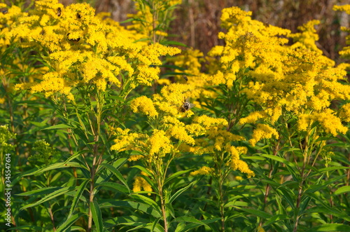 Blooming canadian goldenrod (lat. Solidago canadensis) on an autumn day