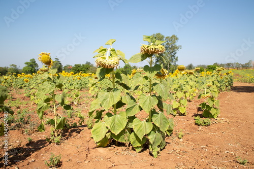 Photography sear sunflowers in field on mountain .