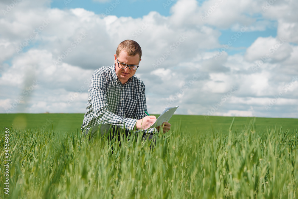 An agronomist investigates the ripening process of young wheat in the field. Agricultural business concept. The farmer works on a wheat field and inspects the quality of wheat sprouts. An agronomist investigates the ripening process of young wheat in the field. Agricultural business concept. The farmer works on a wheat field and inspects the quality of wheat sprouts.