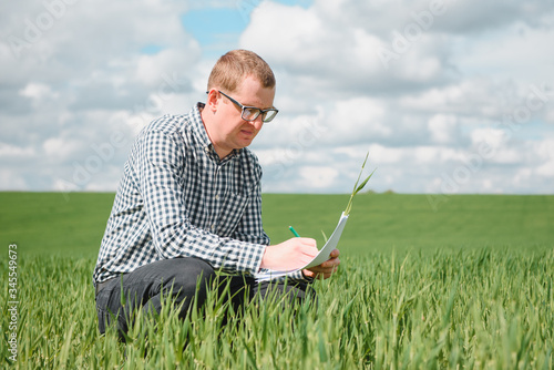 An agronomist investigates the ripening process of young wheat in the field. Agricultural business concept. The farmer works on a wheat field and inspects the quality of wheat sprouts. © Serhii