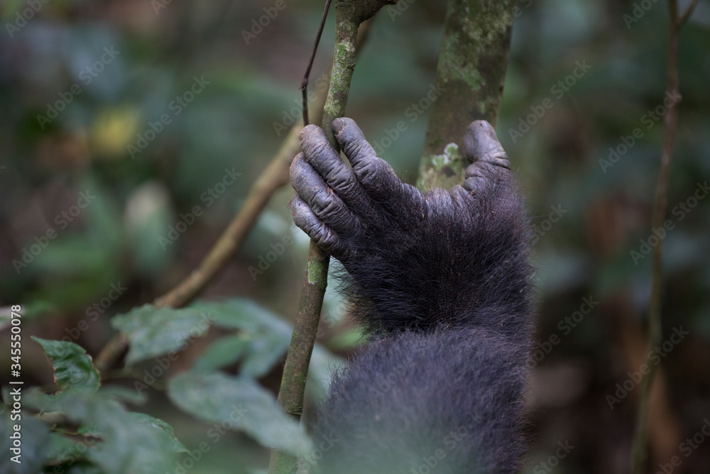 Obraz premium Portrait of wild chimpanzee primate