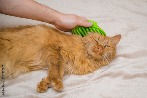 combing out a red cat. happy cat during combing lies photo