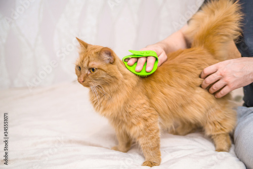 combing out a red cat. a man combs the hair of a pet photo