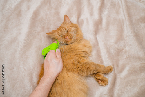 combing out a red cat. happy cat during combing lies photo