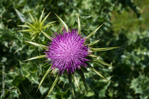 Canvas Print Milk thistle (Silybum marianum) flowering herb
