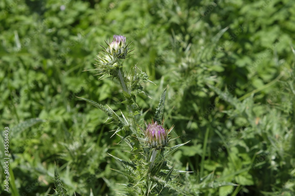 Milk thistle (Silybum marianum) flowering herb Milk thistle (Silybum marianum) flowering herb
