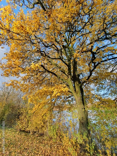 Goldgelber Herbstahorn