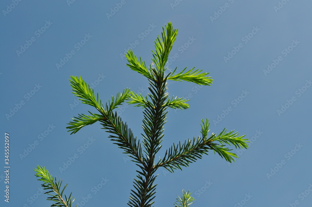 Sprig of pine with a young annual growth against the blue sky Sprig of pine with a young annual growth against the blue sky