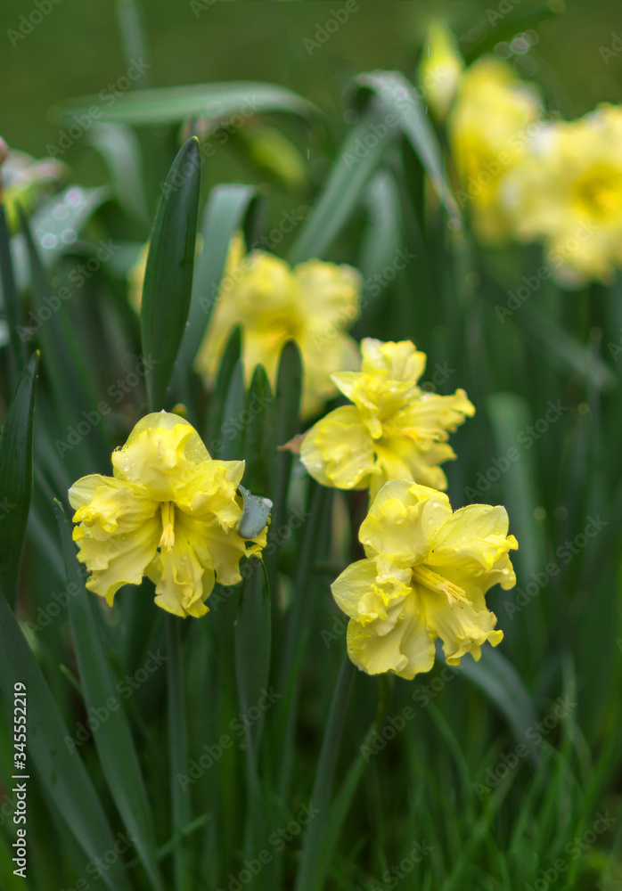 Yellow narcissus flowers bloom in spring. Fresh daffodils. Blooming narcissus in the garden. Spring background with beautiful daffodils. Yellow narcissus flowers bloom in spring. Fresh daffodils. Blooming narcissus in the garden. Spring background with beautiful daffodils.