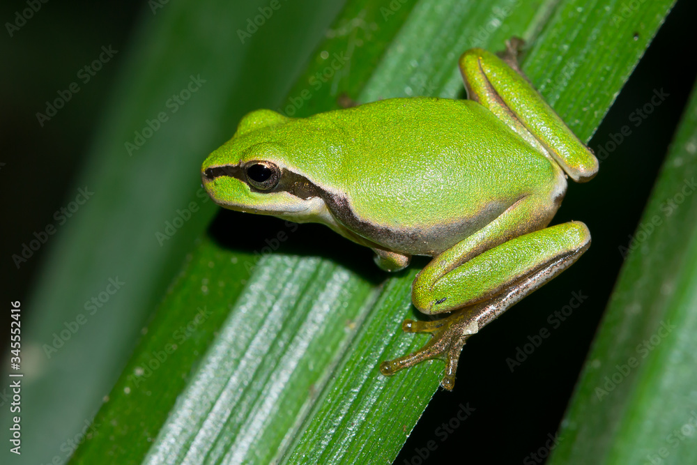 Naklejka premium Ranita meridional (Hyla meridionalis), rana verde sobre el follaje.