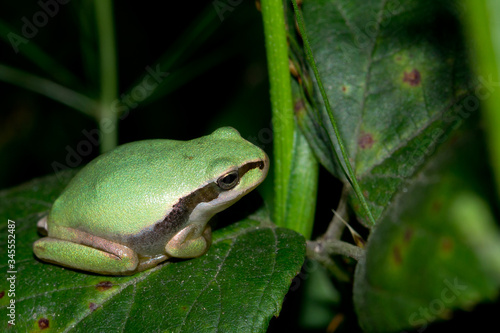  Mediterranean tree frog inn on the leaf.